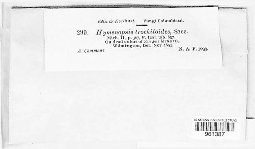 Hymenopsis trochiloides image